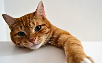 認識貓咪肥厚性心肌病變：常見症狀、治療方式及預後