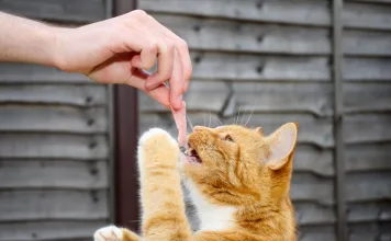 貓咪可以吃火腿嗎？火腿高鈉、高脂肪，小心這些健康風險！