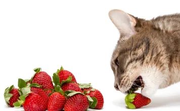 貓咪可以吃草莓嗎？如何安全餵食貓咪草莓？