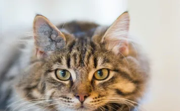 貓咪耵聹腺囊腫症狀與治療方式，貓咪耳道出現藍灰色或紫色囊腫要當心