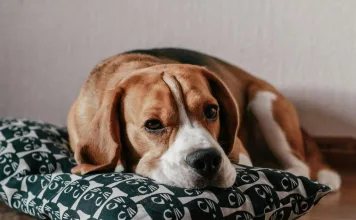 3大類寵物利尿劑助治療心衰竭：利尿劑的作用機轉與副作用完整解析