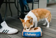 Chewy 2024財報亮眼收官，獲利大增惟2025展望轉趨保守