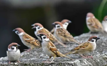 世界麻雀日關注都市鳥類保護，新北市動保處呼籲減少使用黏鼠板