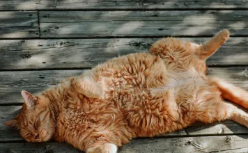 什麼是貓咪基底細胞瘤？貓咪皮膚出現硬塊別輕忽！