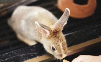 兔子咬人怎麼辦？兔子咬人的6大原因，專家建議4種行為改善方法