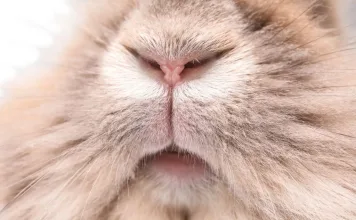 兔子眼鼻腫大、分泌膿液？當心黏液瘤病毒感染！