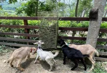 動物展演數量增長，政府制定規範確保動物福祉