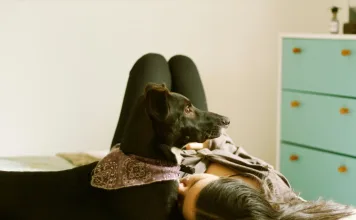 寵物清潔用品的挑選指南：如何為毛孩選擇無害的清潔產品