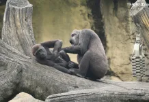 幼年猩猩會在家族的照顧下成長，Jabali和Ringo備受媽媽和阿姨的疼愛（圖片來源：台北市立動物園）