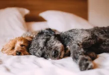 犬貓黴菌性皮膚炎（皮癬菌症）的症狀、診斷與治療方式一次看！