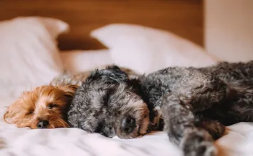 犬貓黴菌性皮膚炎（皮癬菌症）的症狀、診斷與治療方式一次看！