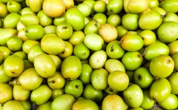 狗狗可以吃棗子嗎？棗子的營養成分與餵食注意事項