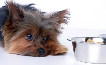 狗狗急性腹瀉一定要用抗生素治療嗎？Metronidazole治療狗狗急性腹瀉的角色與利弊