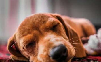 狗狗睡覺時抽動、哼哼叫？原來狗狗也會做夢！