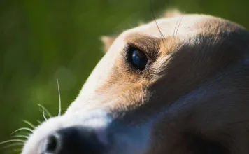 狗狗角膜潰瘍的症狀與治療方式一次看！掌握黃金修復期，保護狗狗視力