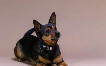 血清鈉濃度校正公式在犬隻臨床診斷中的應用 血清鈉濃度校正公式在犬隻臨床診斷中的應用