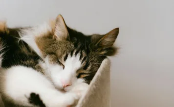 貓咪可以使用胃乳嗎？貓咪胃藥的種類與使用注意事項