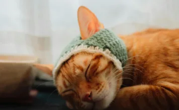 貓咪腎上腺皮質分泌不全（愛迪生氏病）：認識這種罕見但可能致命的內分泌疾病