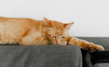 貓咪膝關節軟骨病變：5大警訊與治療方式一次看