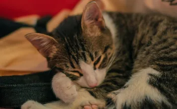 貓咪過敏症與貓咪異味性皮膚炎整後群：環境管理、飲食調整與藥物治療方式一次看！