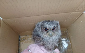 遇到掉落幼鳥怎麼辦？動保處專家教你正確應對方式！