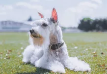 雪納瑞為什麼特別容易罹患高血脂症？狗狗高血脂症的症狀與治療方式一次看！
