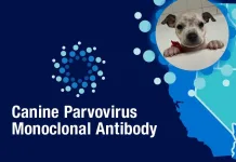 Elanco開發犬小病毒抗體療法，創93%存活率！目標2030年前救援百萬犬隻