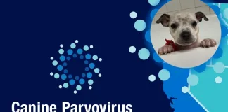 Elanco開發犬小病毒抗體療法，創93%存活率！目標2030年前救援百萬犬隻