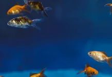 FDA首度核准觀賞魚專用新藥 Faunamor，有效對抗魚類白點病