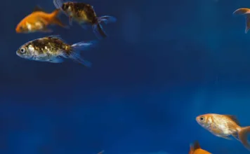 FDA首度核准觀賞魚專用新藥 Faunamor，有效對抗魚類白點病