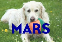 Mars Veterinary Health發布首份《科學影響報告》，聚焦全球寵物健康的創新與研究承諾