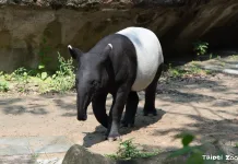 世界貘日World Tapir Day即將到來，歡迎大家來動物園認識馬來貘保育，和9個月大的莉姆路打個招呼（圖片來源：台北市立動物園）