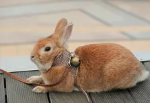 兔子突然抽搐可能是癲癇發作？兔子癲癇發作飼主該怎麼辦？