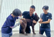 動保處獸醫師幫警犬打疫苗（圖片來源：台中市動保處）