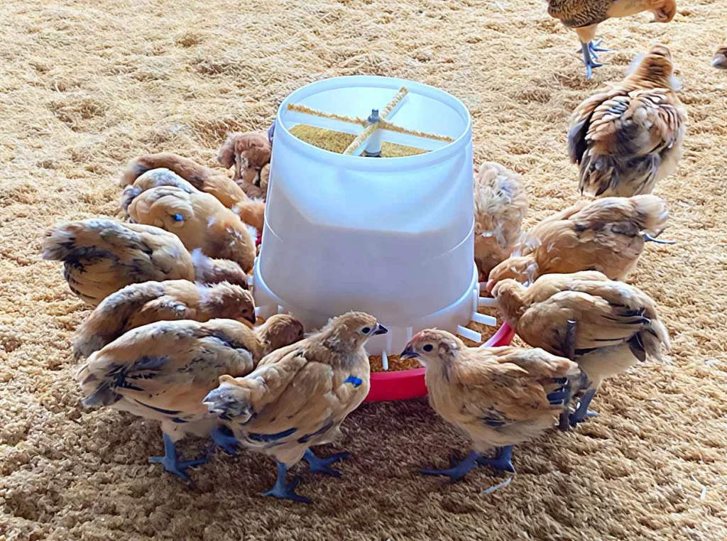 土雞飼養的環保革命：畜試所研發低蛋白飼料配方 助力減碳與綠色畜產
