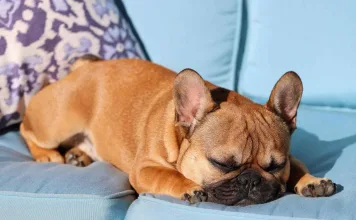 如何有效清除沙發上的狗尿與尿騷味