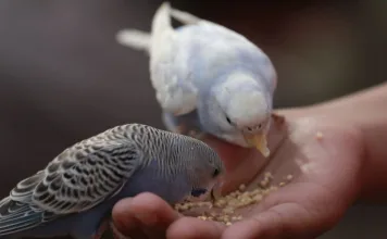 寵物鳥5大常見營養不良問題，當心這些錯誤飲食習慣！