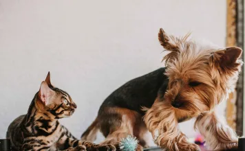 為什麼早期診斷寵物腎損傷很重要？3種方法幫助早期檢驗