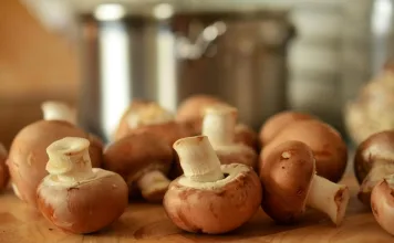 狗狗可以吃香菇嗎？香菇的3大風險與安全餵食方式一次看！