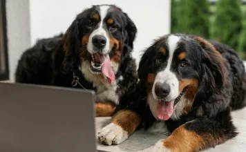 狗狗可以獨自待在家多久？獸醫師建議這樣安排更合適