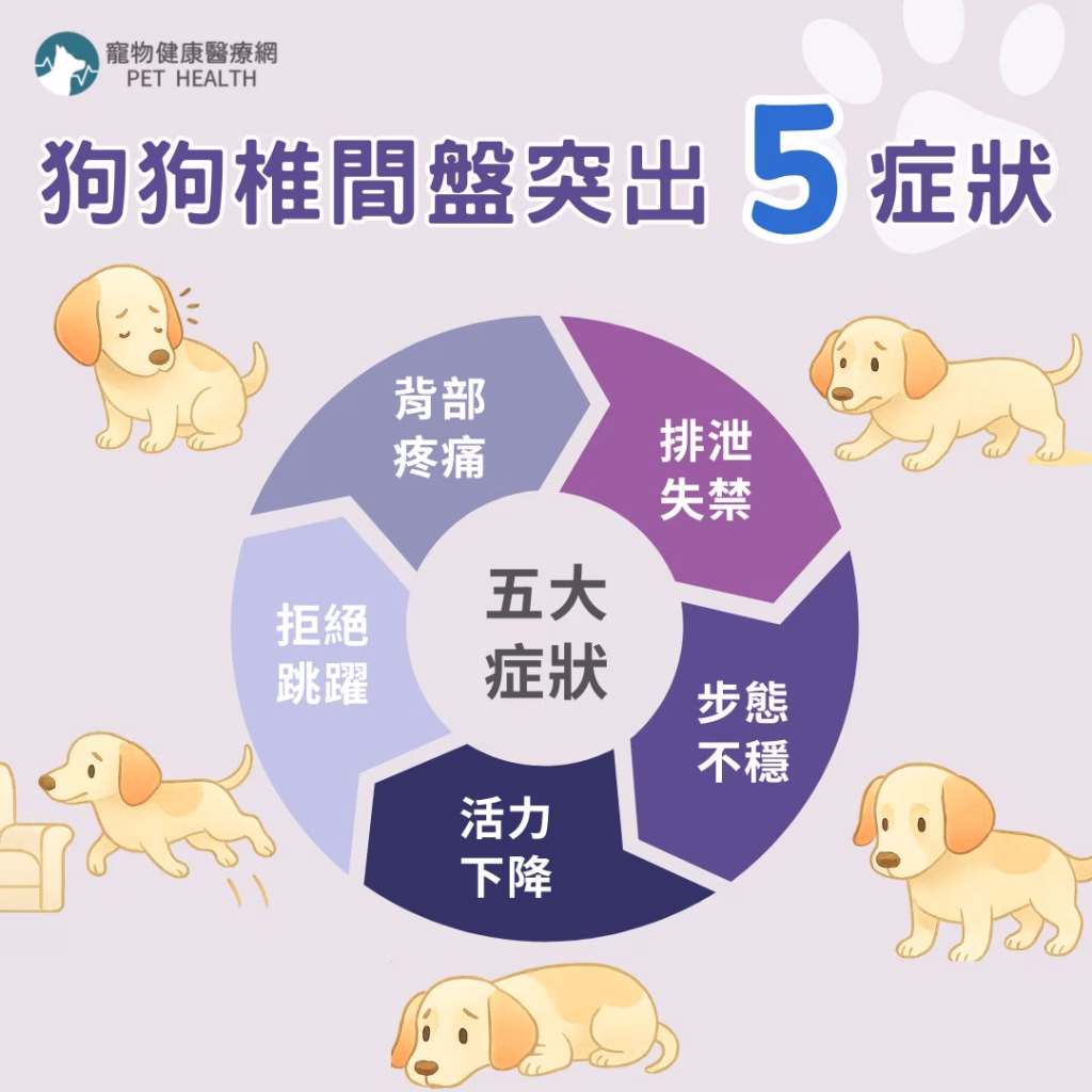 狗狗椎間盤突出5症狀