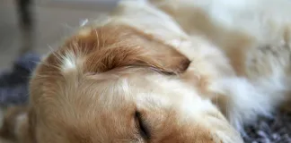 狗狗癌症風險有多高？打造防癌生活環境，守護毛孩健康！獸醫建議4招降低毛孩罹癌風險