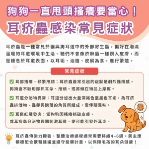 狗狗耳疥蟲感染常見症狀有哪些？