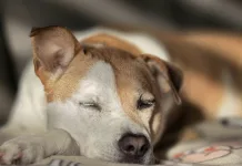 狗狗耳疥蟲感染常見症狀與治療方式一次看！狗狗一直甩頭搔癢要當心！