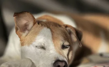 狗狗耳疥蟲感染常見症狀與治療方式一次看！狗狗一直甩頭搔癢要當心！