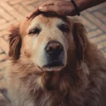 狗狗認知障礙症候群：了解老年犬常見的退化性疾病，守護毛孩的黃金歲月