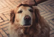 狗狗認知障礙症候群：了解老年犬常見的退化性疾病，守護毛孩的黃金歲月