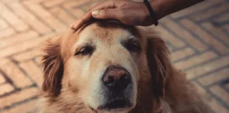 狗狗認知障礙症候群：了解老年犬常見的退化性疾病，守護毛孩的黃金歲月