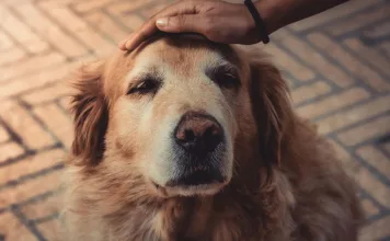 狗狗認知障礙症候群：了解老年犬常見的退化性疾病，守護毛孩的黃金歲月