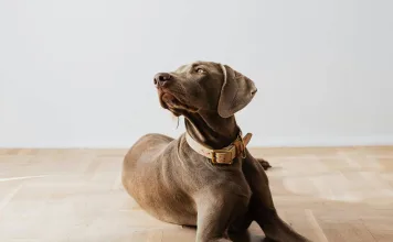 狗狗軟組織肉瘤症狀與治療方式一次看！毛孩皮下出現腫塊要當心！